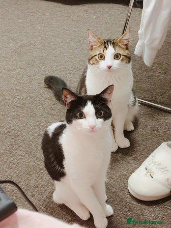 Mixed Breed cats - Advert 12