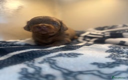Miniature Dachshund dogs for sale: 3 Beautiful miniature longhair dachshund puppies - Image 7