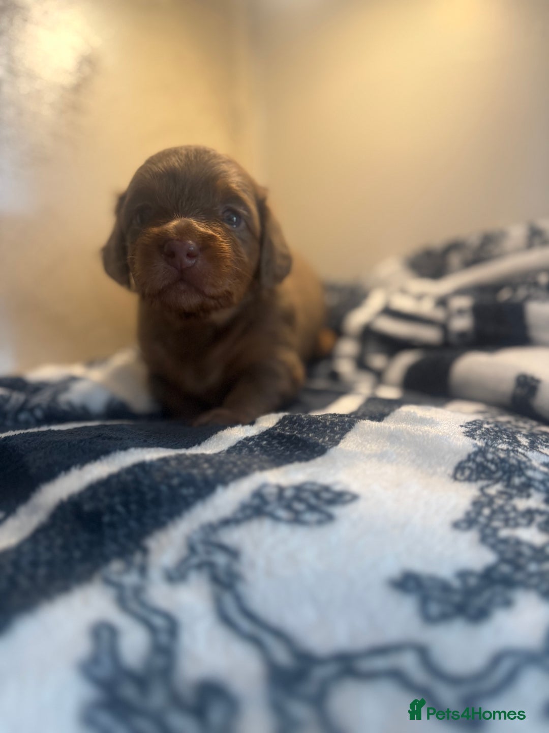 Miniature Dachshund dogs for sale: 3 Beautiful miniature longhair dachshund puppies - Image 7