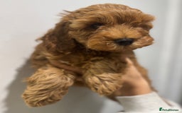 Cavapoo dogs for sale: Health tested parents  - Image 6