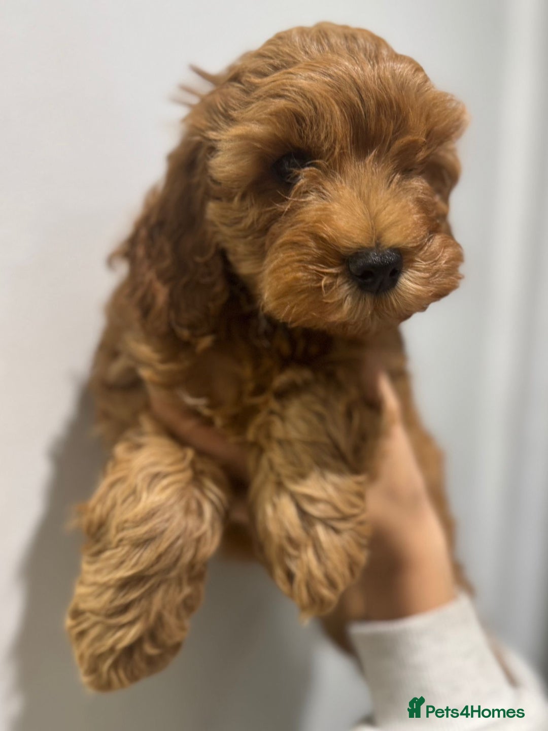 Cavapoo dogs for sale: Health tested parents  - Image 6