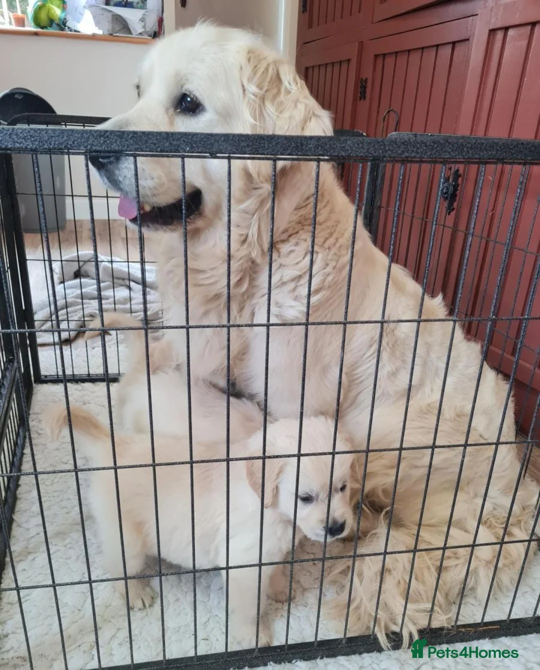 Golden Retriever dogs for sale: Stunning Golden Retrievers - Advert 4