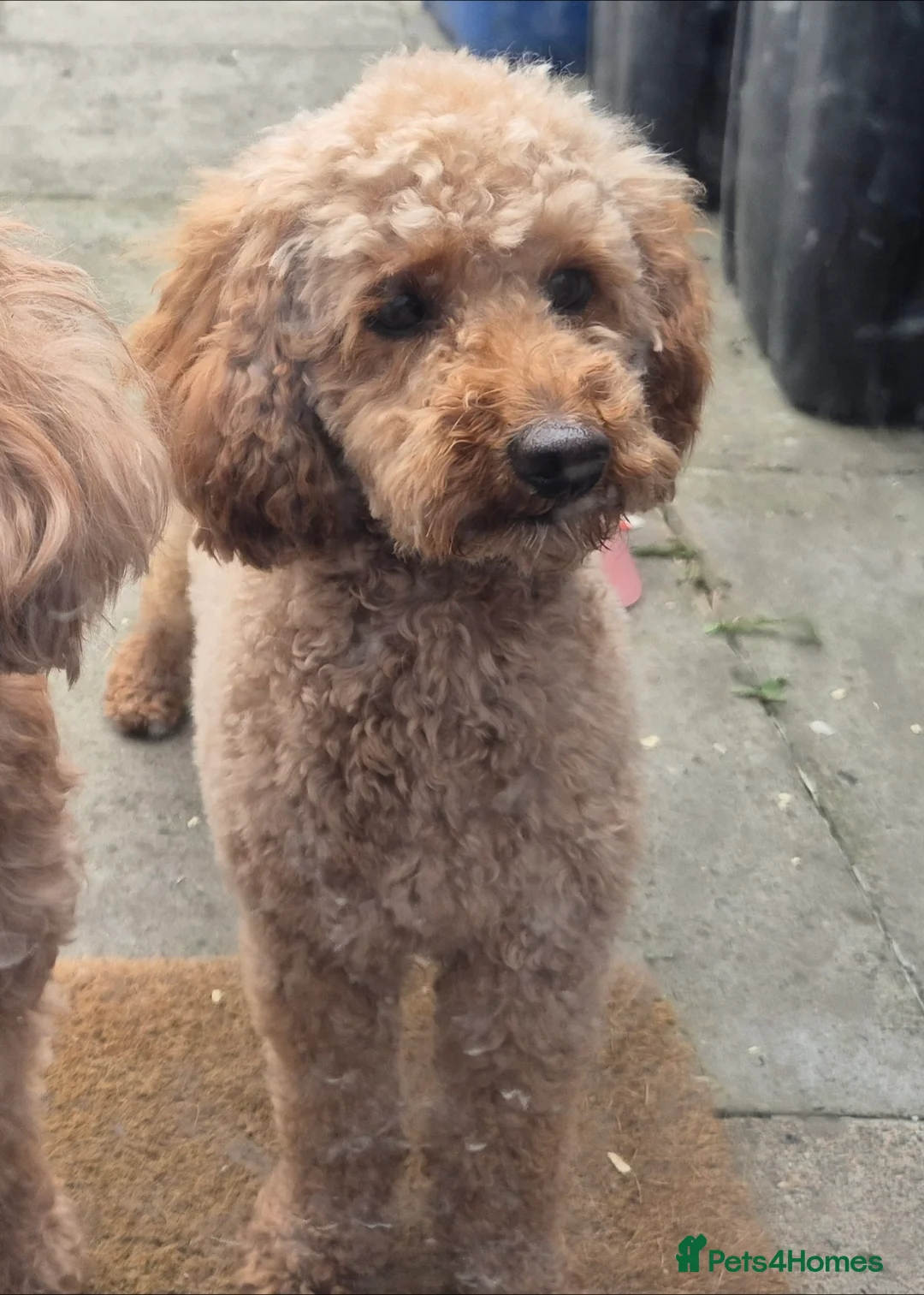 Toy Poodle dogs for stud: Red Toy Poodle Stud - Advert 2