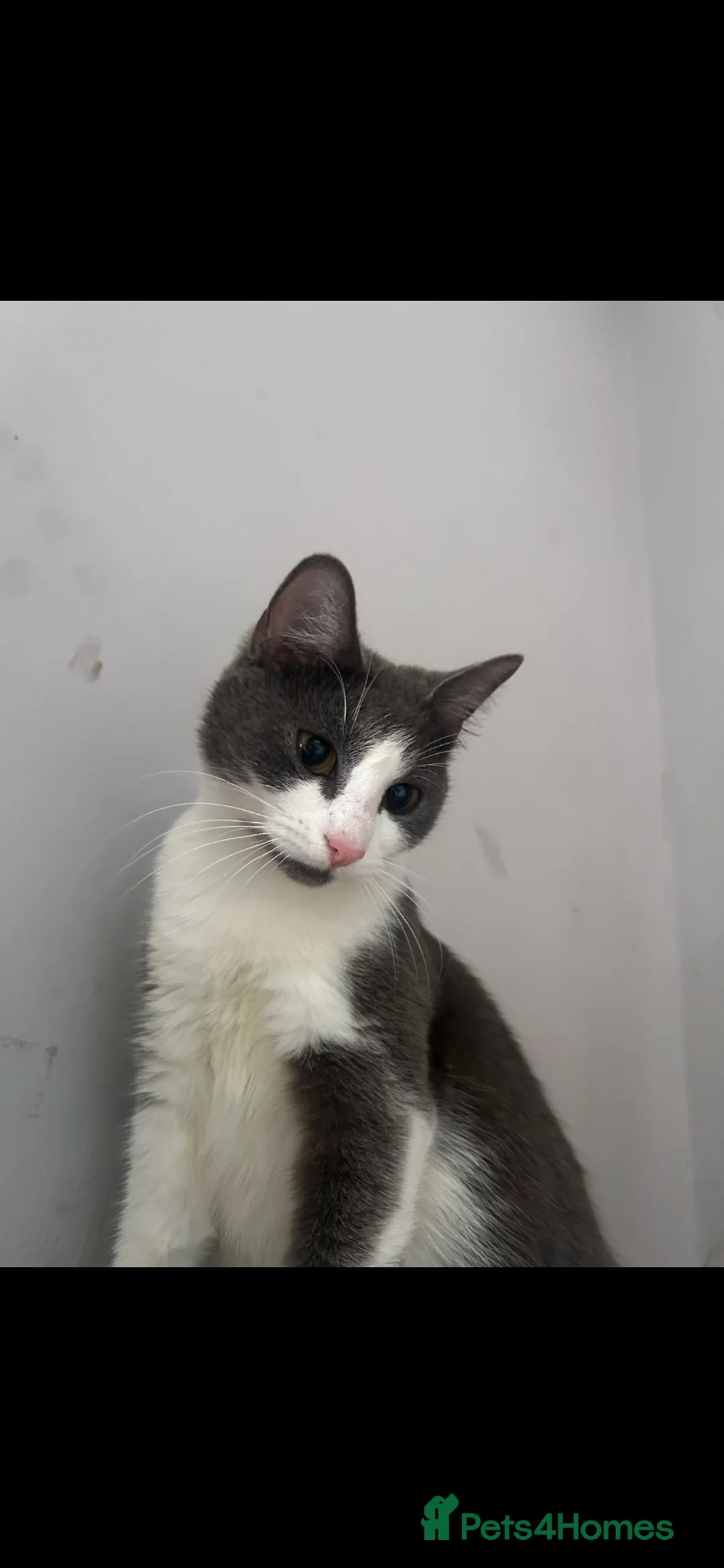 Mixed Breed cats for sale: 4 female kittens - Advert 1