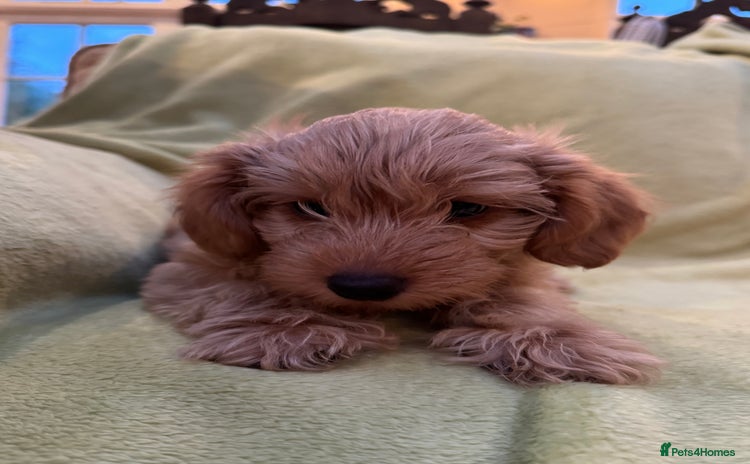 Yorkiepoo dogs - Advert 1