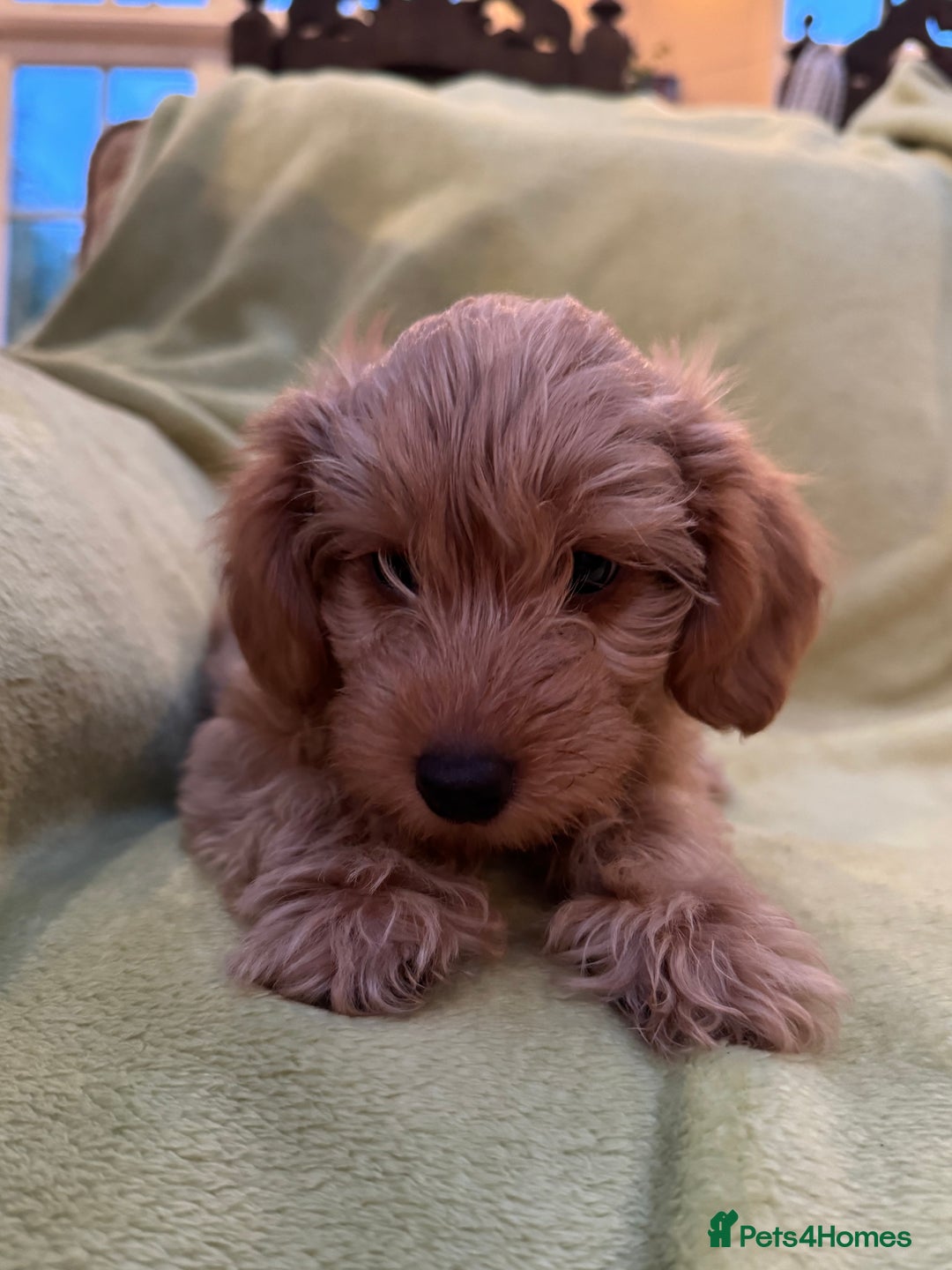 Yorkiepoo dogs for sale: Yorkiepoo pups - Image 1