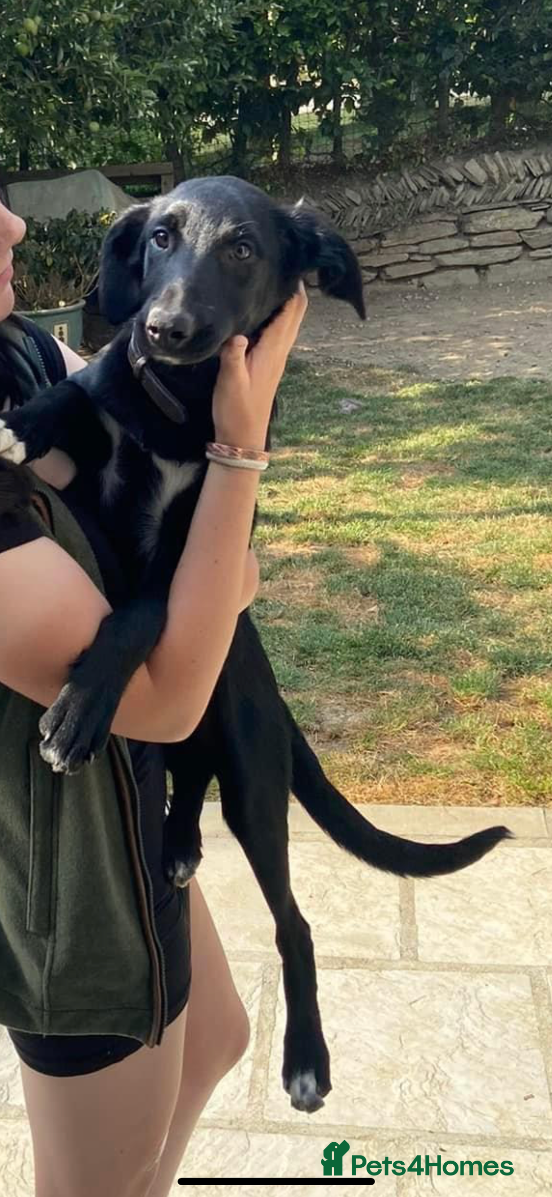 Mixed Breed dogs for sale: Collie X Kelpie  - Advert 5