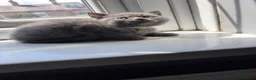British Shorthair cats for sale: Pure British shorthair kittens - Advert 12