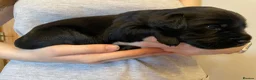 Goldador dogs for sale: Extensively health tested Goldador 5⭐️ homebreeder - Advert 9