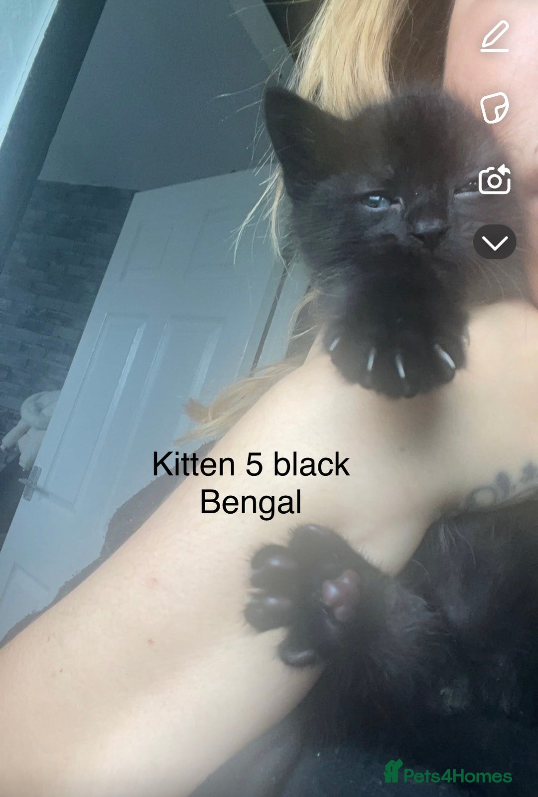 Mixed Breed cats for sale: Kittens for sale !!! - Image 4