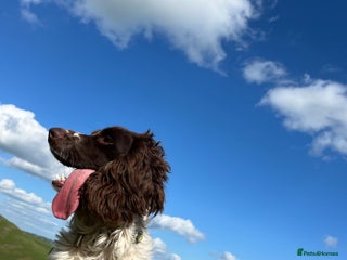English Springer Spaniel dogs for stud in Warwick - Advert 1