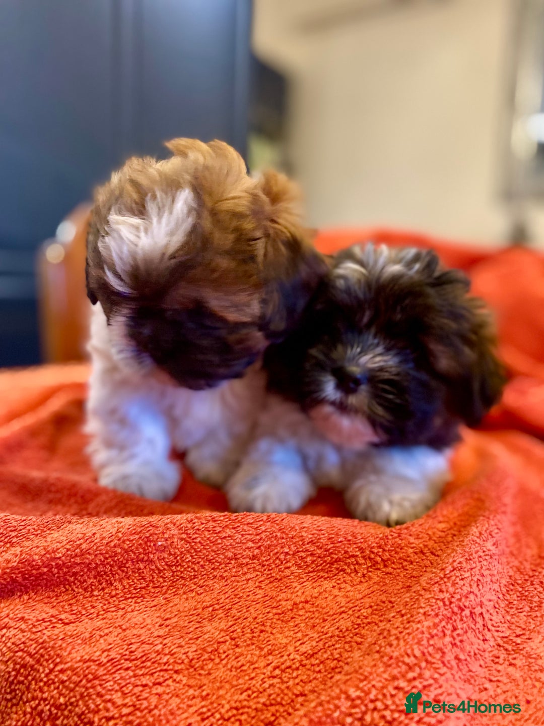 Shihpoo dogs for sale: ADORABLE SHIPOO PUPPIES - Advert 14