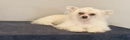 Chinese Crested dogs for sale: Powder puff boy and girl   - Advert 5