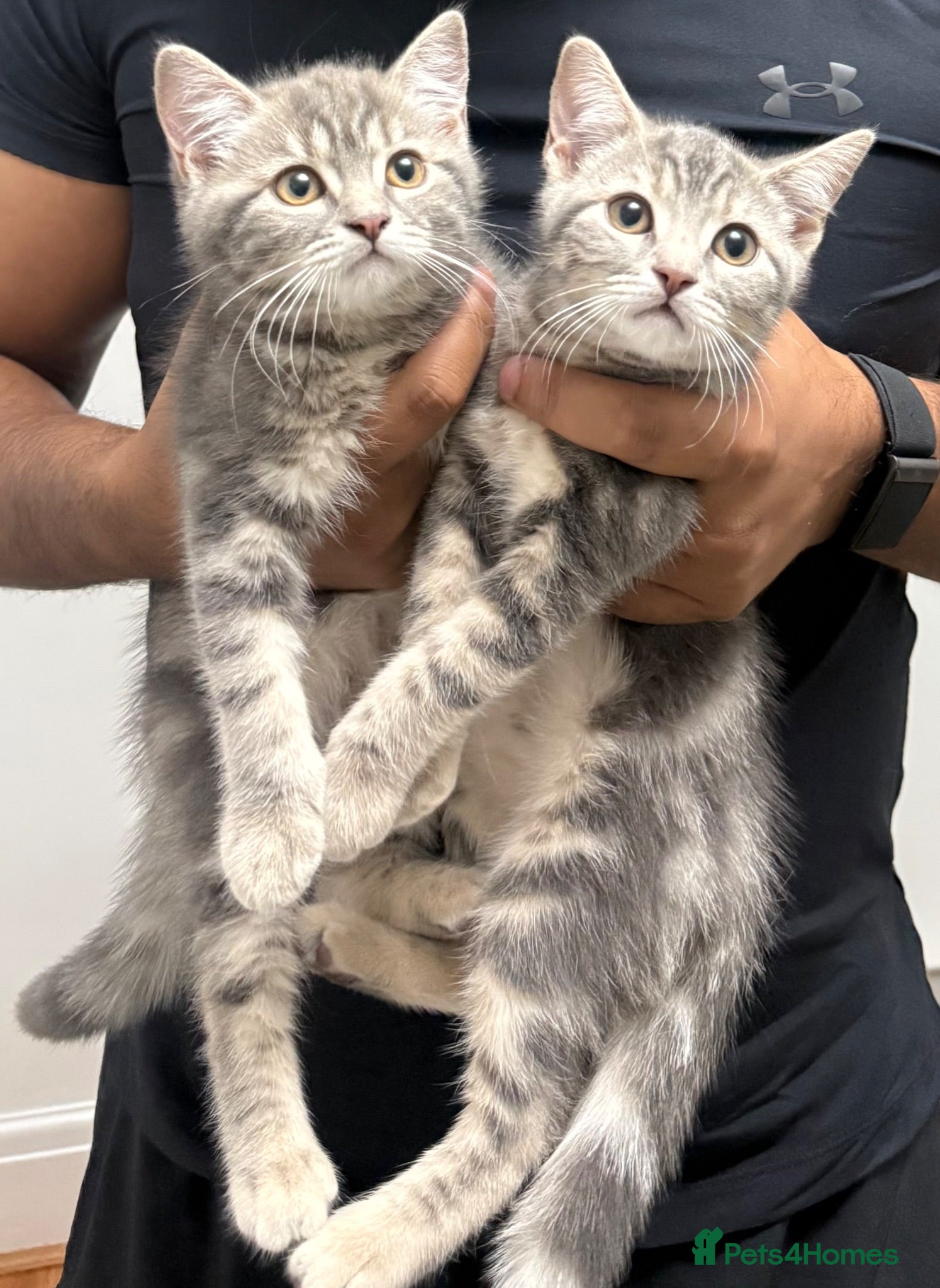 British Shorthair cats 5 British Shorthair kittens. 4 male and 1 female - Advert 2