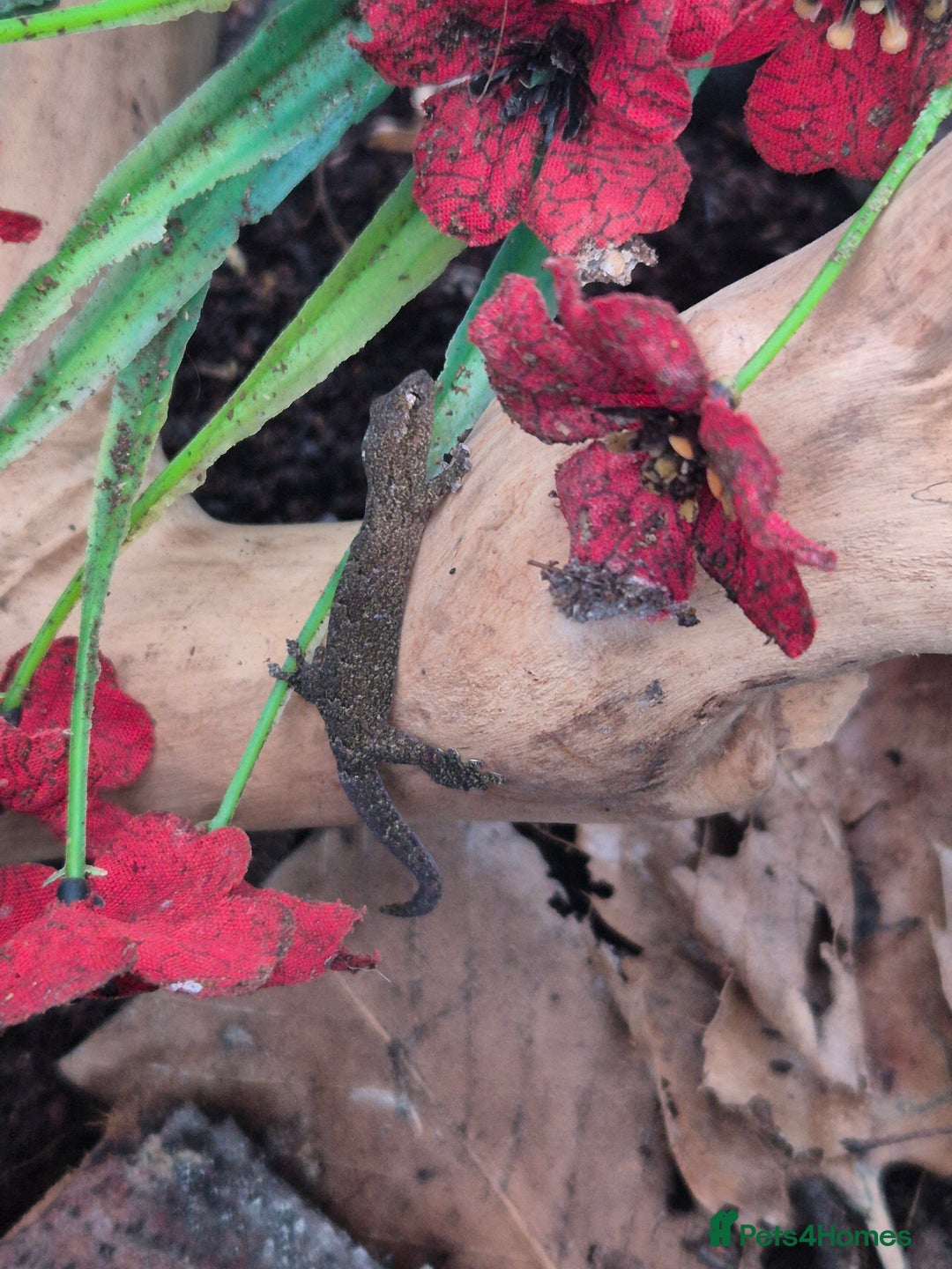 Gecko reptiles for sale: Mourning geckos subadult - Advert 5