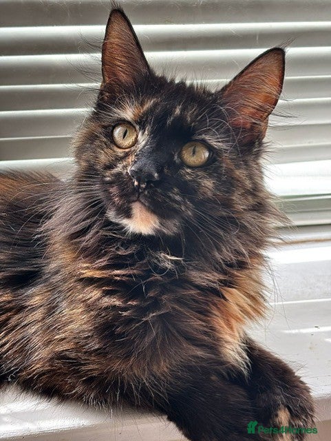 Maine Coon cats Beautiful GCCF Registered Maine Coon Kittens - Advert 1