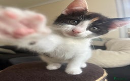 Mixed Breed cats for sale: Kittens for sale  - Image 2