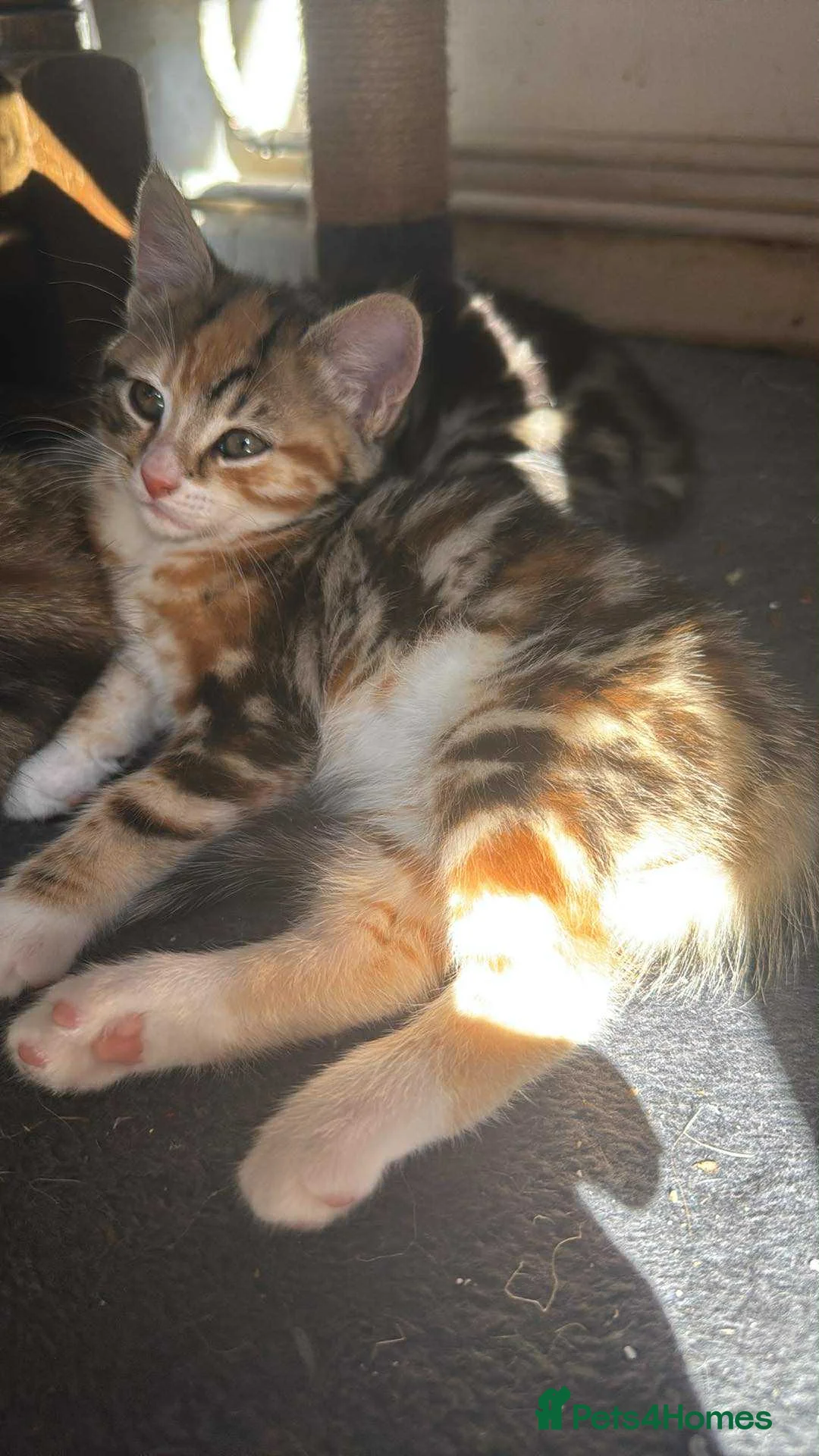 Mixed Breed cats for sale: Adorable kittens  - Advert 7