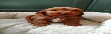 Miss orange