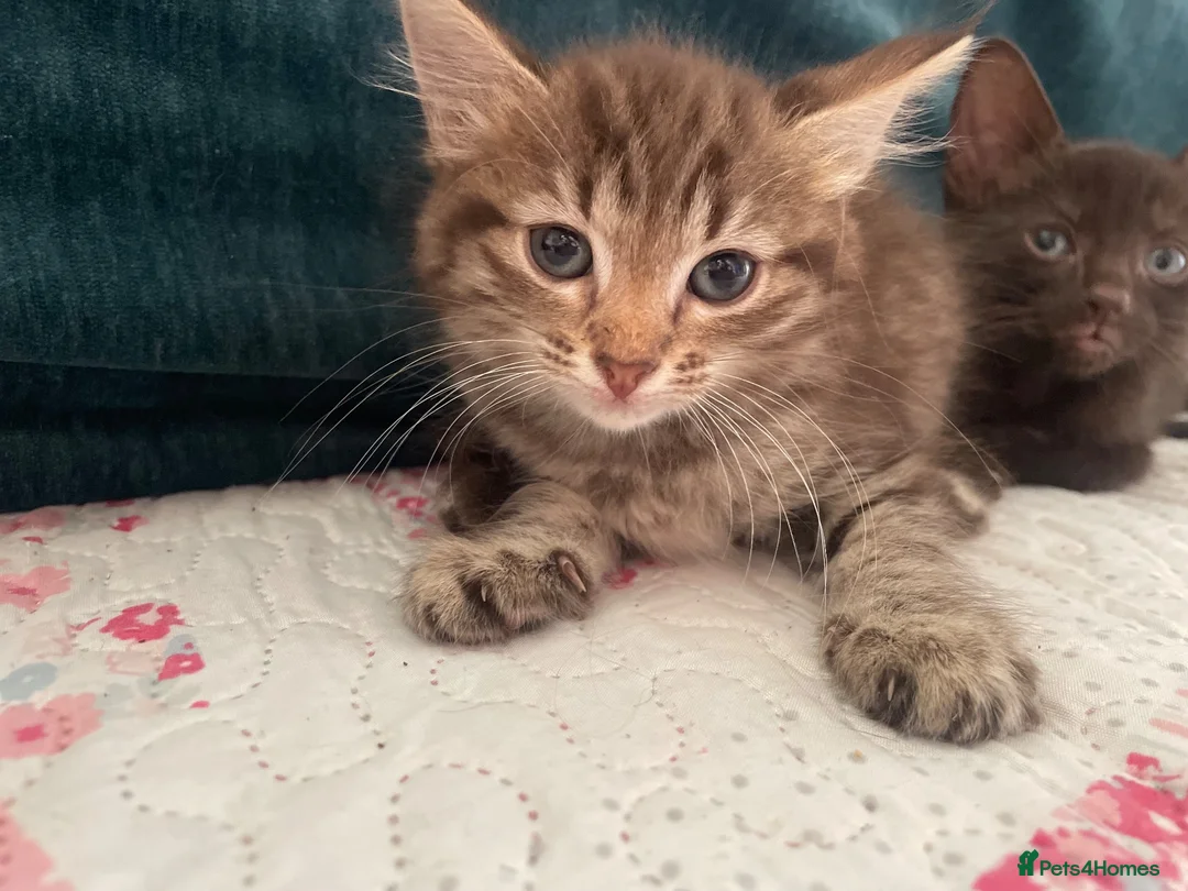 Siamese cats for sale: Siamese x Maine coon kittens - Advert 20
