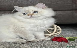 British Shorthair cats for sale: BSH TICA Girls for sale - Image 14