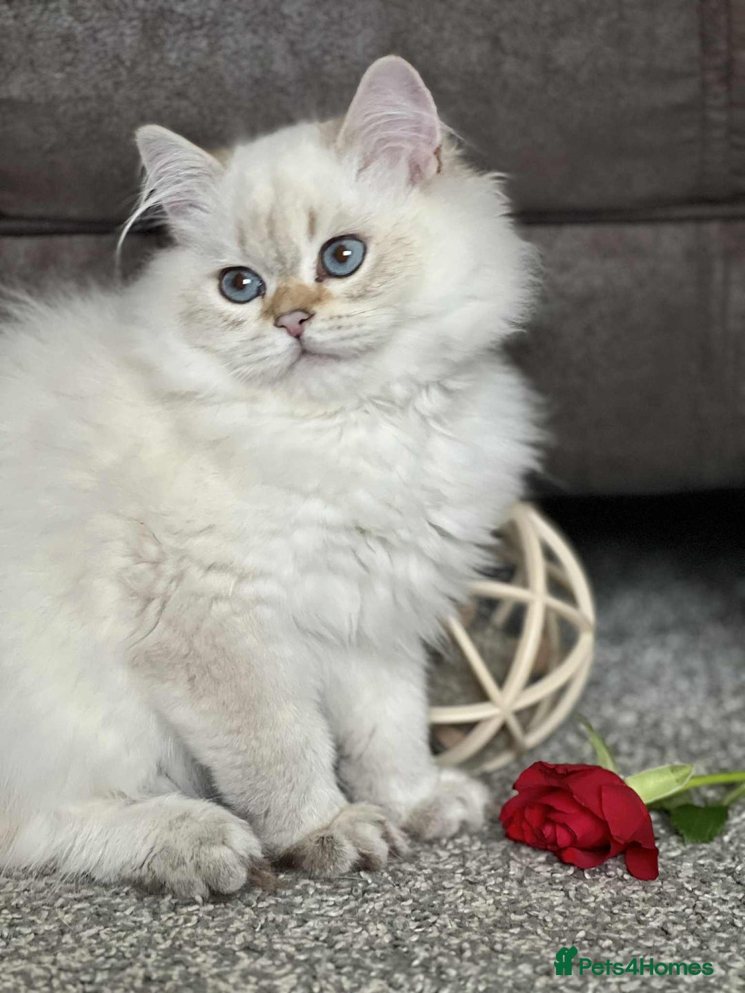British Shorthair cats for sale: BSH TICA Girls for sale - Image 14