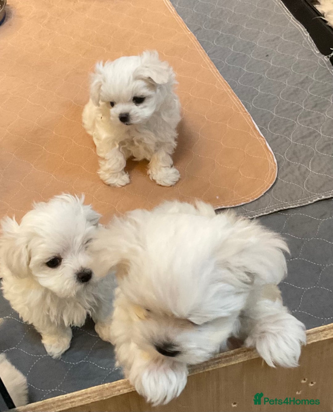 Maltese dogs for sale: Maltese puppies Kc registered  - Advert 3