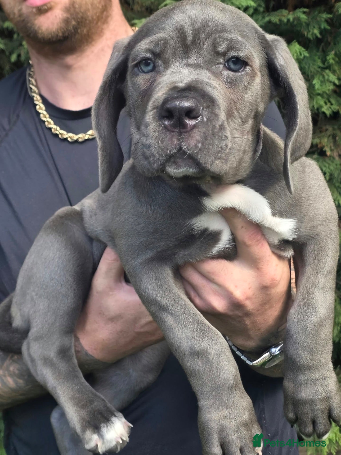 Cane Corso dogs 2 females left! Cane Corso puppies 10 weeks old - Advert 3