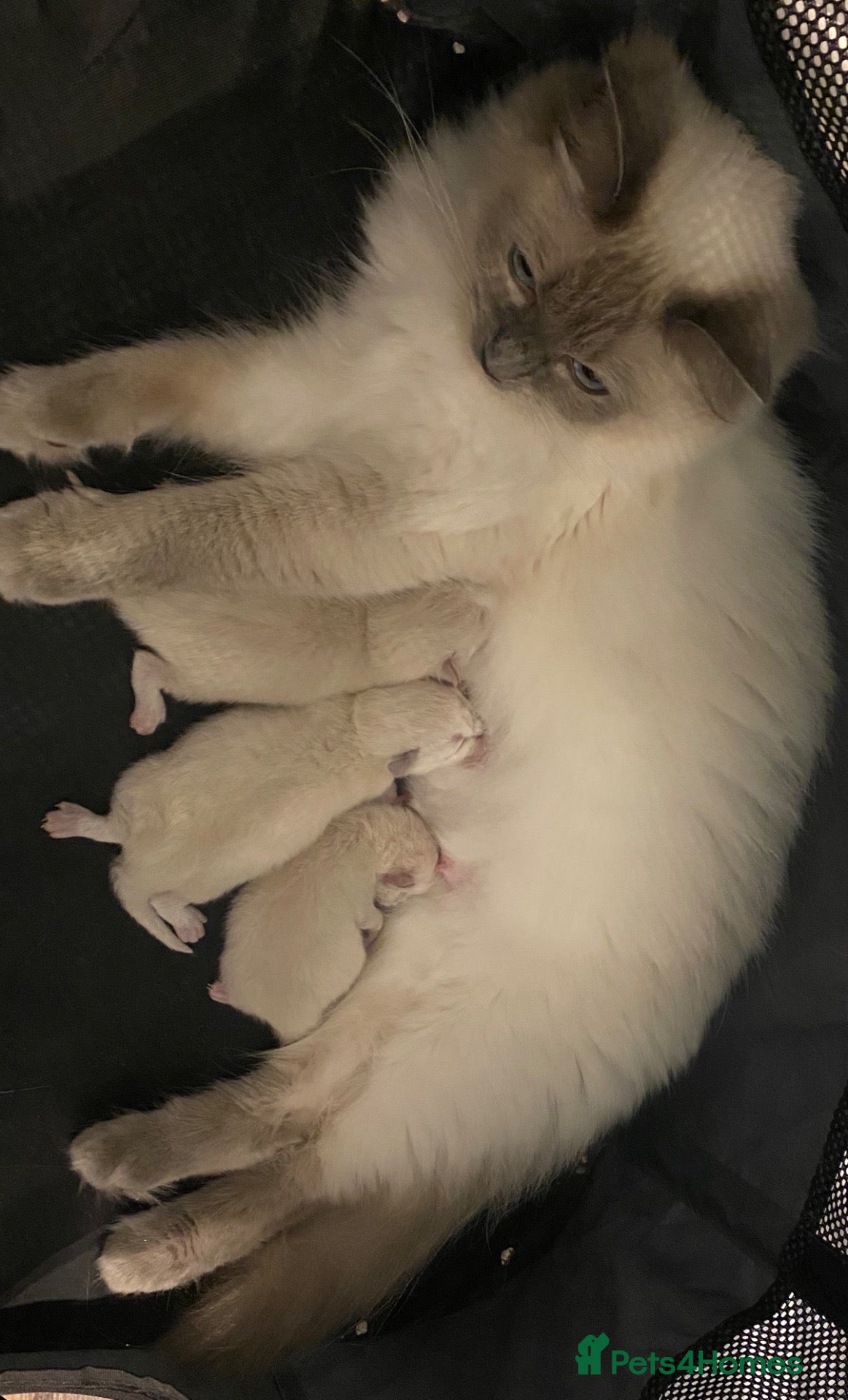 Ragdoll cats Ready to go now… Gorgeous ragdoll kittens - Advert 1