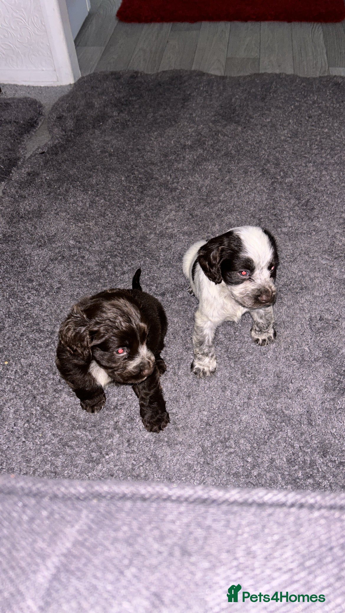 Cocker Spaniel dogs 🎀🎀2 girls left Adorable cocker spaniel puppies  - Advert 5