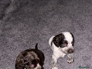 Cocker Spaniel dogs 🎀🎀2 girls left Adorable cocker spaniel puppies - Advert 16