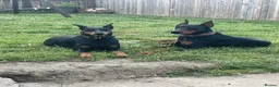 Dobermann dogs for sale: European Doberman puppies 3 available!! - Advert 5