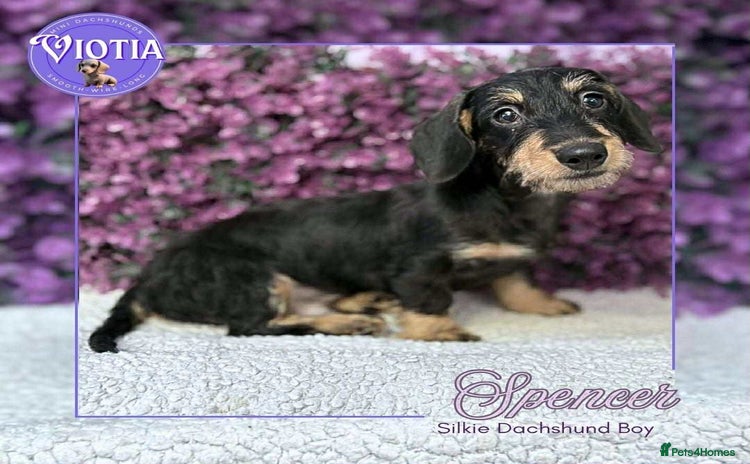 Dachshund dogs - Advert 1