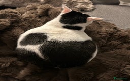 Mixed Breed cats for sale: 💔 Heartbreaking Rehoming – Manchester - Image 2