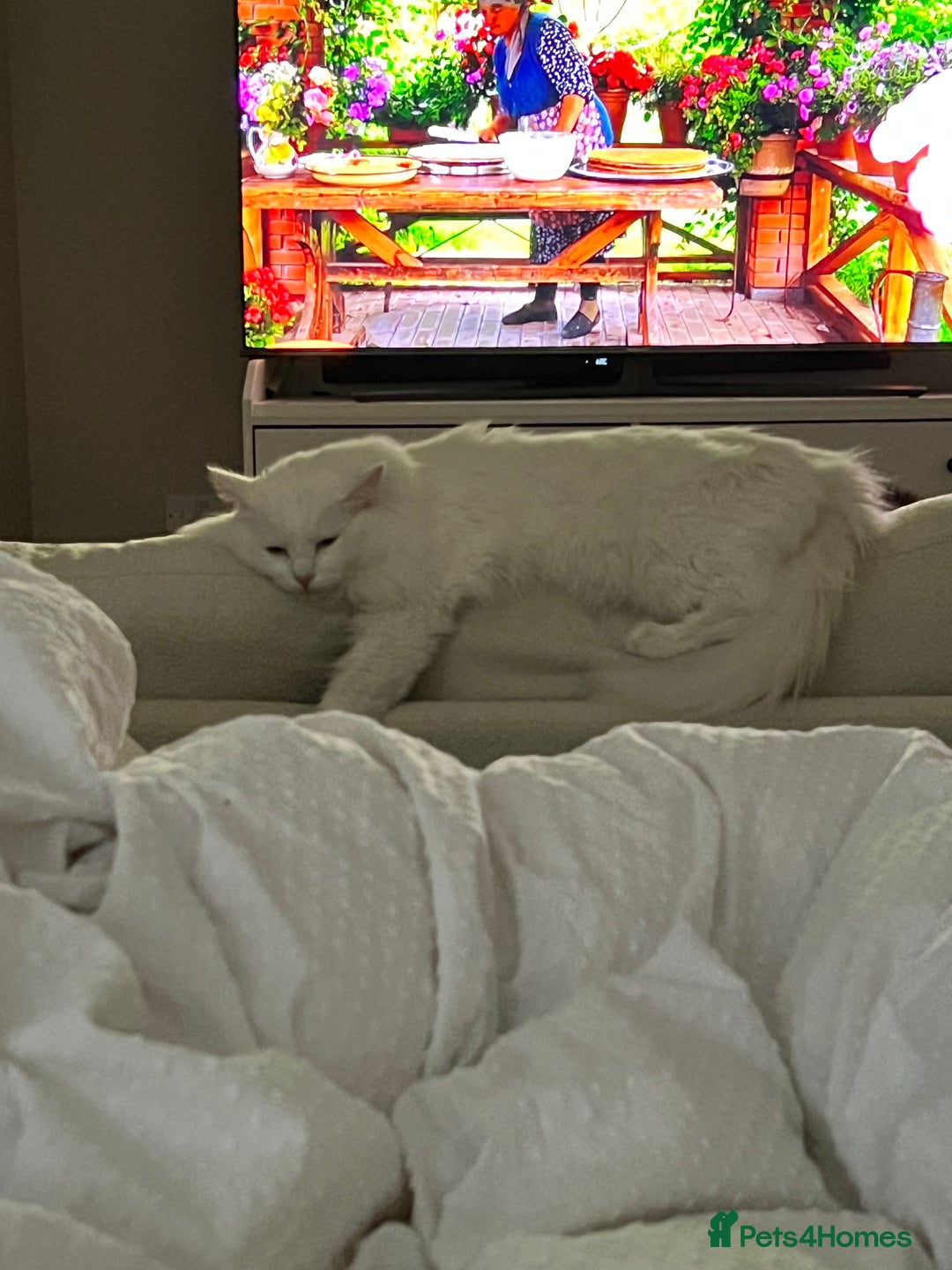 Turkish Angora cats for sale: 2 Turkish angora siblings  - Image 5