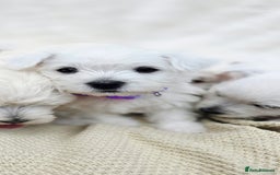 West Highland Terrier dogs for sale: Beautiful Westhighland Terrier Puppies  - Image 16