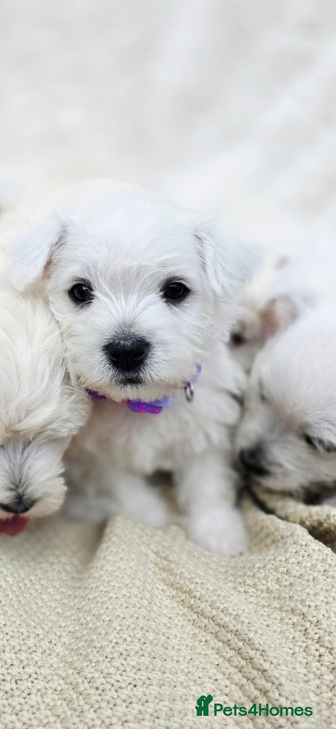 West Highland Terrier dogs for sale: Beautiful Westhighland Terrier Puppies  - Image 16