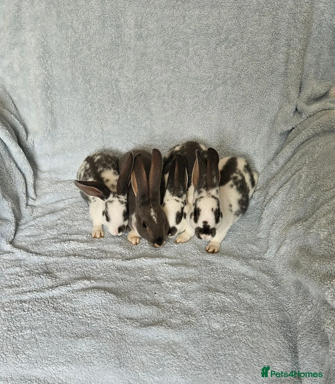 Rex rabbits for sale: Blue and Broken Butterfly Mini Rexes - Advert 1