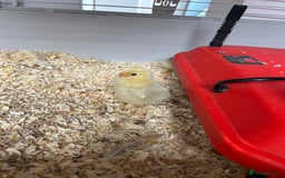 Chickens poultry for sale: Mixed unsexed Pekin chick day olds  - Image 6