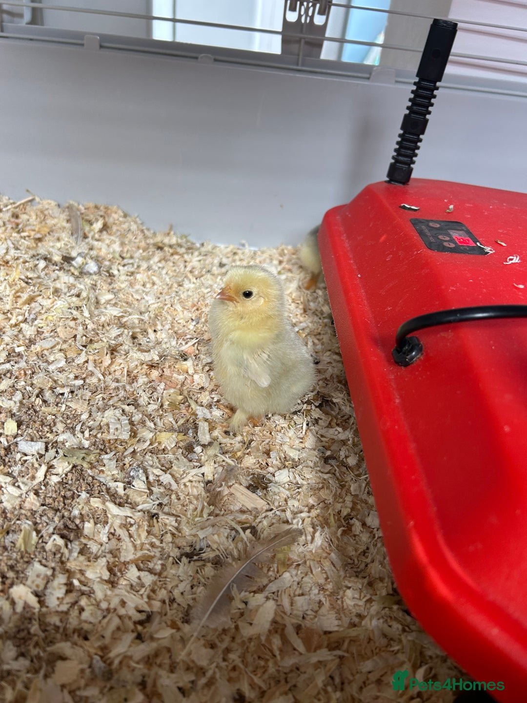 Chickens poultry for sale: Mixed unsexed Pekin chick day olds  - Image 6