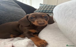 Miniature Dachshund dogs for sale: Miniature Dachshunds - Image 31