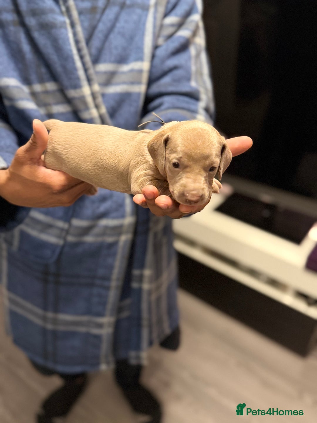 Miniature Dachshund dogs for sale: Miniature dachshunds  - Advert 5