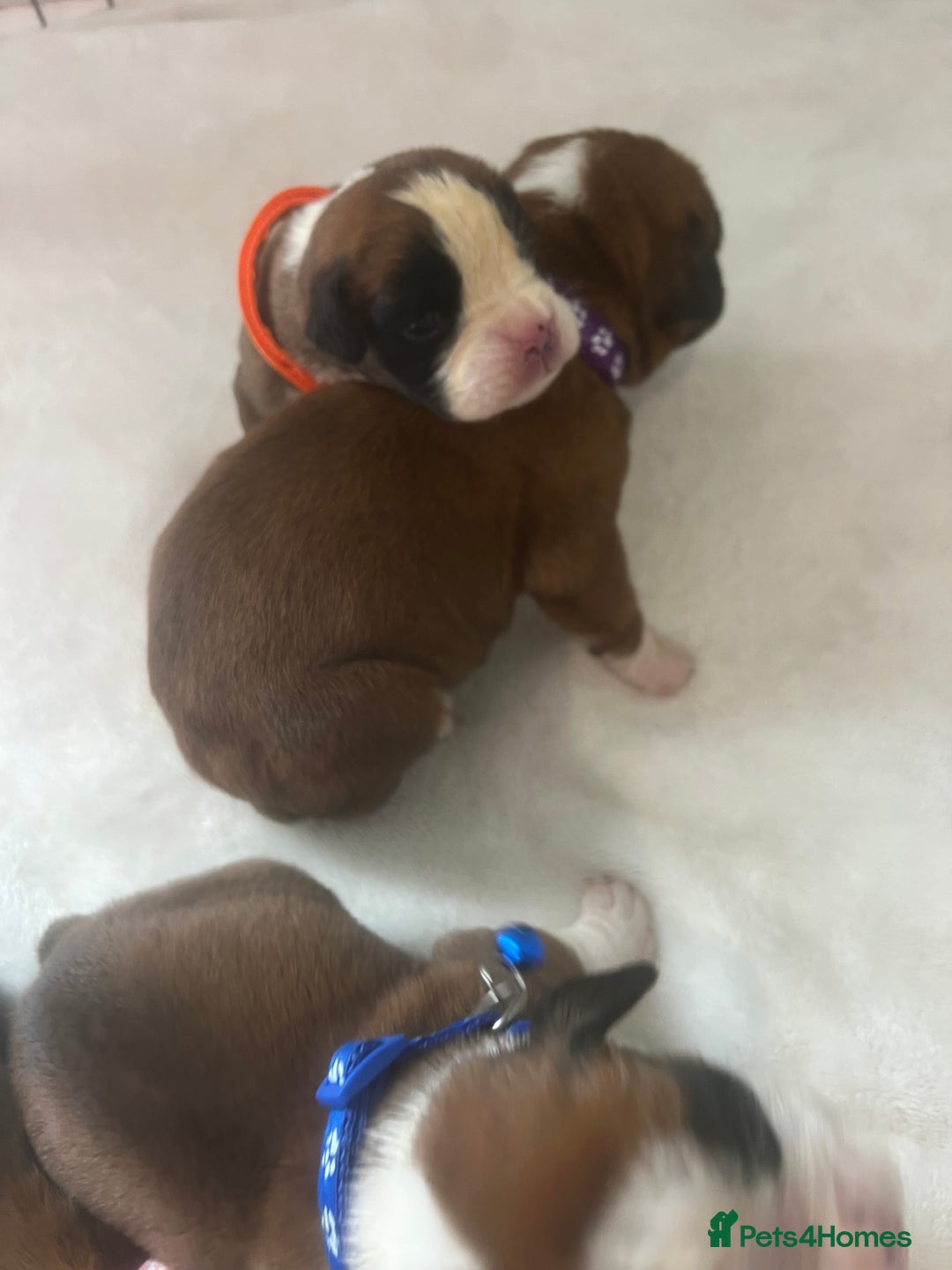 Boxer dogs for sale: Stunning Kc Boxer Puppies - Image 9