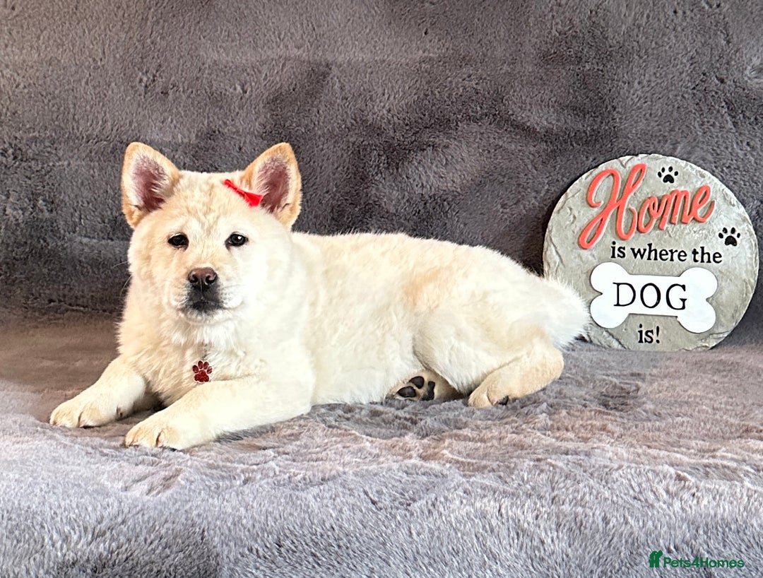 Mixed Breed dogs for sale: Stunning chowsky puppies for sale  - Image 11