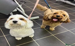 Mixed Breed dogs for sale: Cavapoochon Pups Wait List South Yorkshire - Image 2