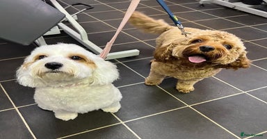 Mixed Breed dogs - Advert 2