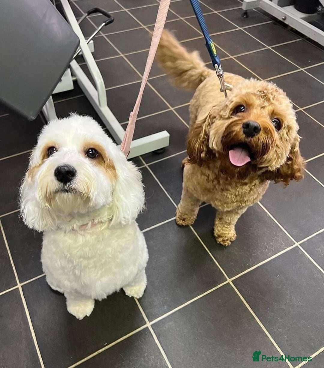 Mixed Breed dogs for sale: Cavapoochon Pups Wait List South Yorkshire - Image 2