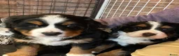 Bernese Mountain Dog dogs for sale: Kc Registered Bernese mountain pups in Manchester - Advert 5