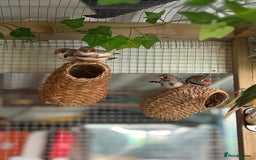 Finches birds for sale: Zebra and penguin finches  - Image 3