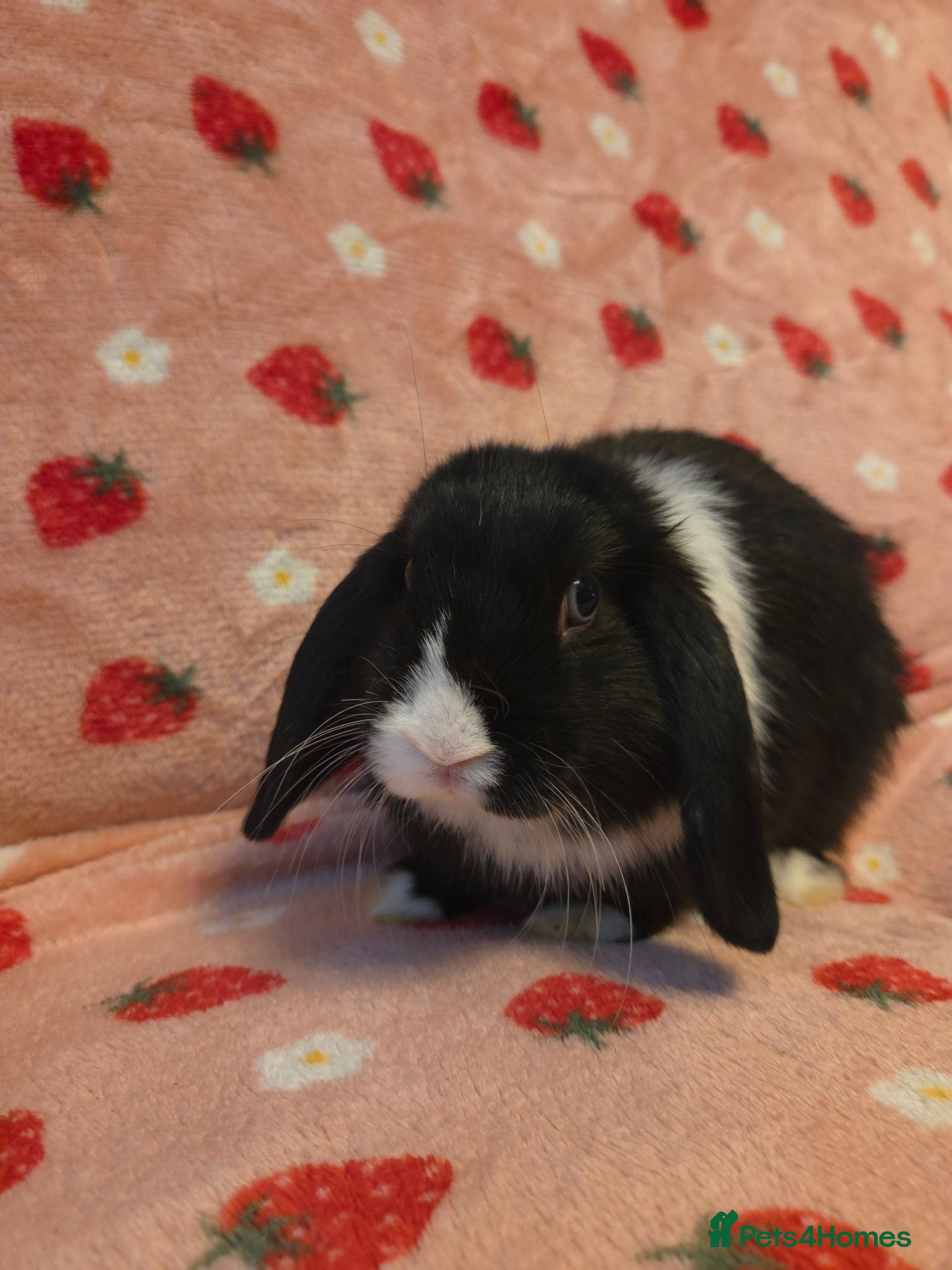Mini Lop rabbits Silly tame handled by children mini lop girl🩷 - Advert 2